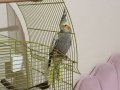 Dört aylık sultan papağanı evcil ele kola alışkın