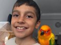 Güneş konur.Nadir renk evcil ev hayvanı oyuncu ele alışkın.