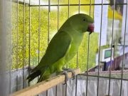 Yarı evcil pakistan papağanı