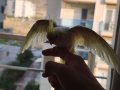 lutino yavru ele alışkın 