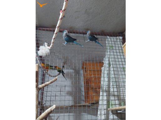 1 takım mutasyon monk papağanı