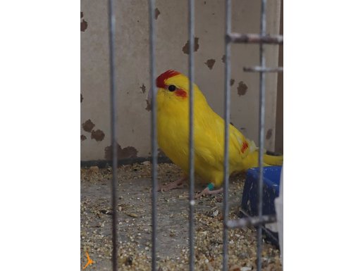 2 adet damızlık erkek kakariki papağanı