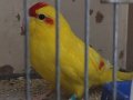 2 adet damızlık erkek kakariki papağanı