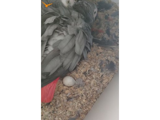 Takım Jako papağan garantili