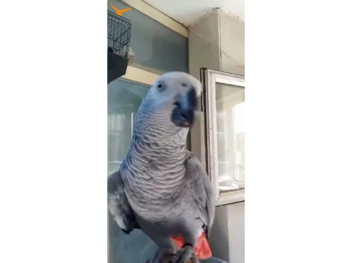 Konuşan evçil Jako takasa açık