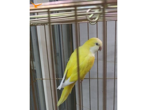 mong papağanı evcil istenilen şehirede güvenli gönderirim ya