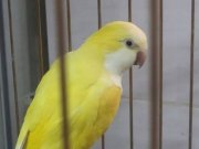 mong papağanı evcil istenilen şehirede güvenli gönderirim ya