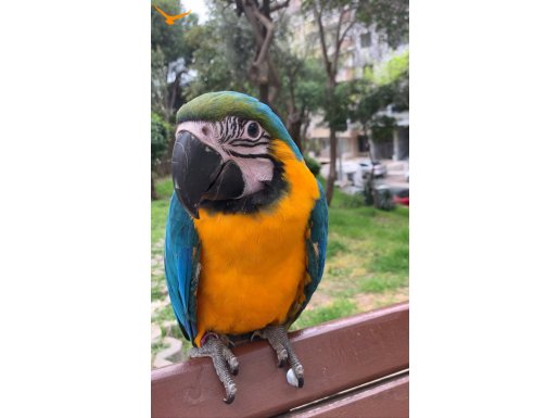 Ara macaw papağanı