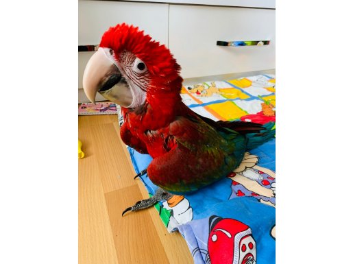 Ara macaw kırmızı papağan