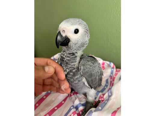 Jako papağan , yavrusu çok şirin bebek