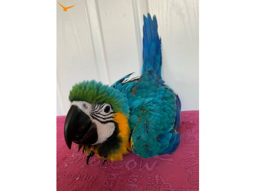 Ara macaw SARI LACİVERT papağan yavrusu