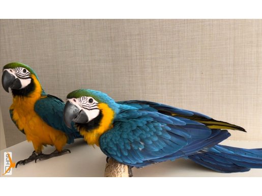 Macaw sarı lacivert MÜKEMMEL BEBEK Papağan