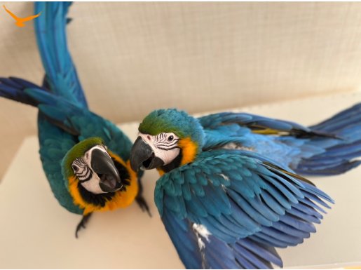 YOK BÖYLE GÜZEL YAVRU. (SARI LACİVER ARA MACAW) 