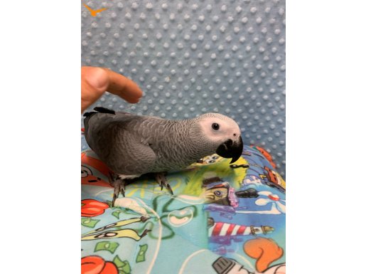 Komple tüylendi BEBEK JAKO çok tatlı..
