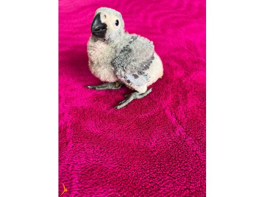 YAVRU JAKO PAPAĞANI.  HARİKA BİR BEBEK
