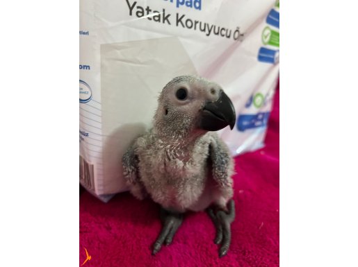 ÇOK TATLI BEBEK JAKO PAPAĞANI