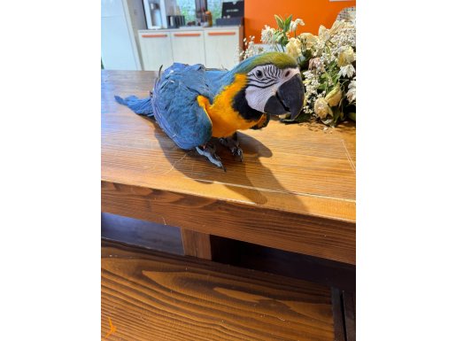 ZOR BULUNAN YAVRU. Macaw
