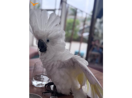 UMBURELLA KAKADU YAVRUSU 4 aylık. Gerçek yavru