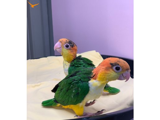 Caique papağanı YAVRUSU kayk 3 aylık