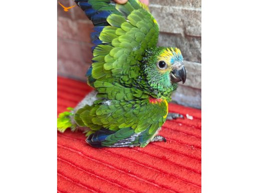 BLUE FRONT AMAZON papağanı gülen papağan melo amazon