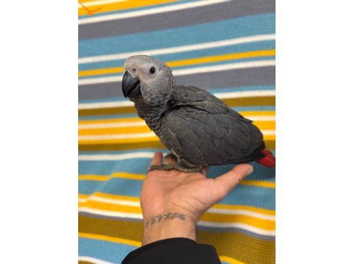 3 aylık BEBEK JAKO MÜKEMMEL GÜZELLİK