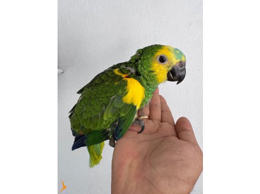HARİKA TÜY KALİTESİ 3 aylık BLUE FORONT AMAZON