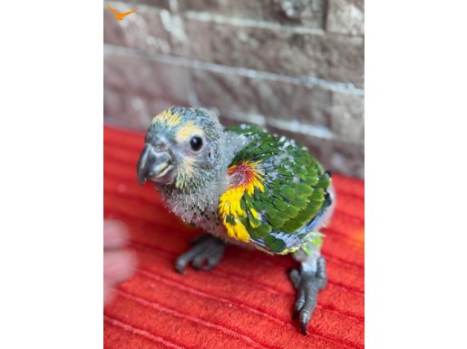 Böyle ufak şirini yok. Blue front amazon papağanı