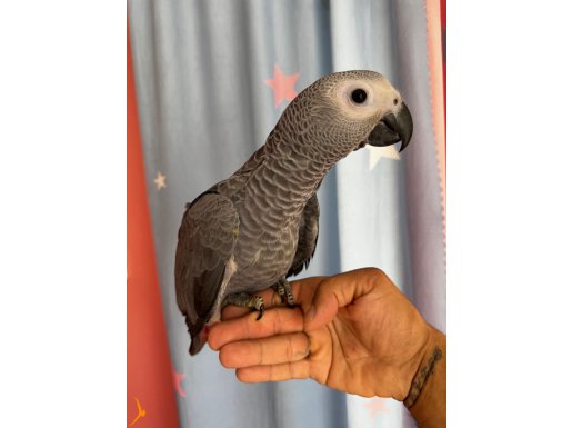 ÇOK GÜZEL BÜYÜDÜ. BEBEK JAKOM 