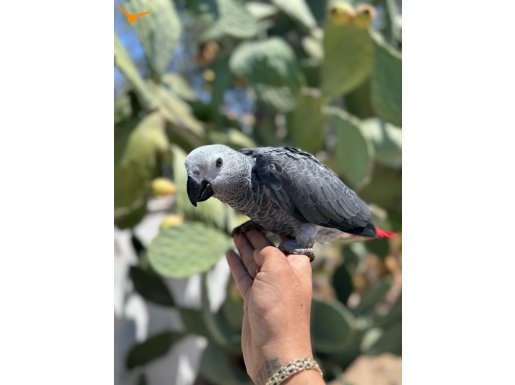 YEME DÜŞTÜ. El beslemesi JAKO PAPAĞANI BEBEK