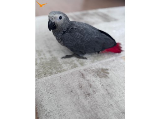 BEBEK BESLEMEK ÖNEMLİ OLAN JAKO