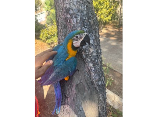 Ara macaw bebeği.. çok tatlı