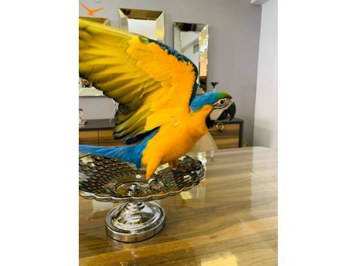 Mükemmel tüy kalitesi MACAW PAPAĞANI