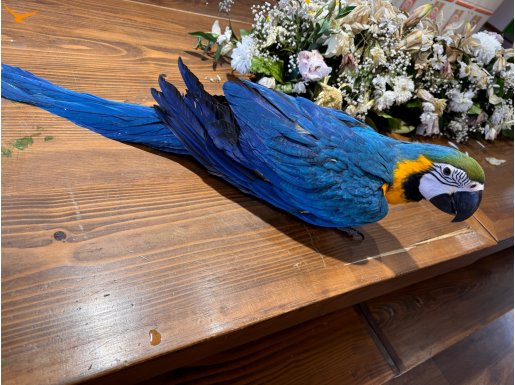 DEV BOY BEBEK PAPAĞAN MACAW