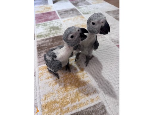 Jako papağan yavrusu hemen teslim