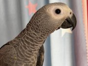 ÇOK GÜZEL BÜYÜDÜ. BEBEK JAKOM 