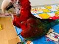 Ara macaw kırmızı papağan