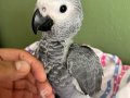 Jako papağan , yavrusu çok şirin bebek