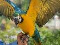 DÜNYA GÜZEL YAVRU PAPAĞAN ARA MACAW