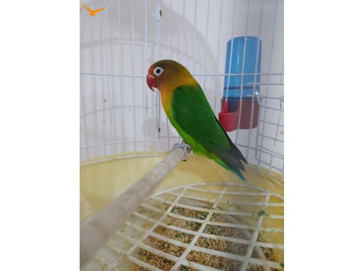 5 aylık cennet papağanı 