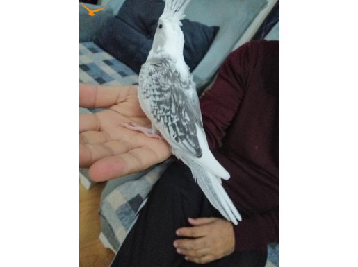 YEM KIRMAYA BAŞLAMIŞ YAVRU SULTANLAR