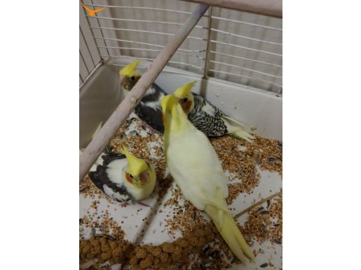 YEME DÜŞEN CİCİVLER