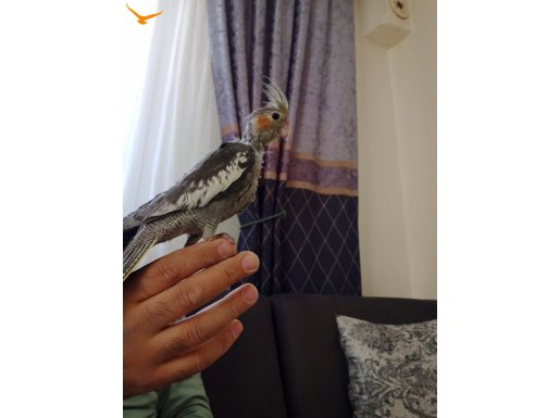 İki aylık yavrular.