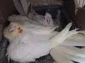 Yavrulu takım ve garanti takımlar
