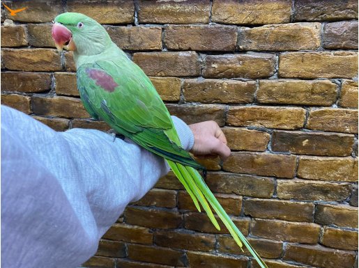 6 AYLIK EVCİL BEBEK ALEXANDER İSKENDER PAPAĞANI