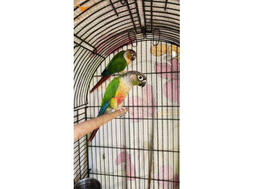 ÇİFTLEŞEN YAVRU GARANTİLİ KONUR TAKIM