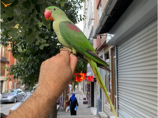 EL BESLEME BEBEK ALEXANDER PAPAĞANI