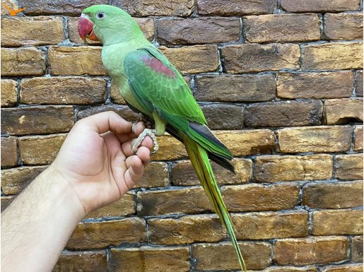 BEBEK YAVRU EĞİTİMLİ İSKENDER ALEXANDER PAPAĞANI