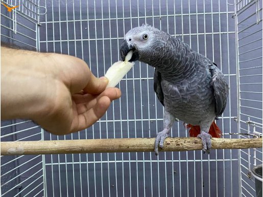 UYSAL JAKO PAPAĞANI 