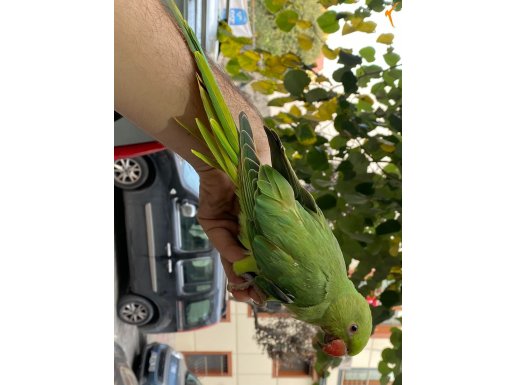 EL BESLEMESİ BEBEK PAKİSTAN PAPAĞANI