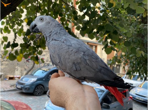 EĞİTİMLİ UYSAL JAKO PAPAĞANIMIZ